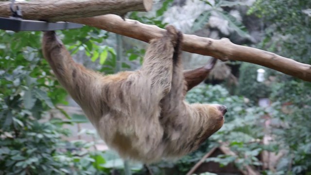 Gaïa, femelle paresseux avec son petit, à Biotropica, Val-de-Reuil. ©Laëtitia Lassalle / Biotropica