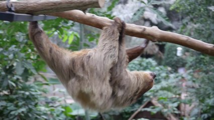 Gaïa, femelle paresseux avec son petit, à Biotropica, Val-de-Reuil. ©Laëtitia Lassalle / Biotropica