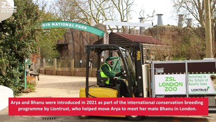 London Zoo’s loved-up lions are treated to a Valentine’s surprise
