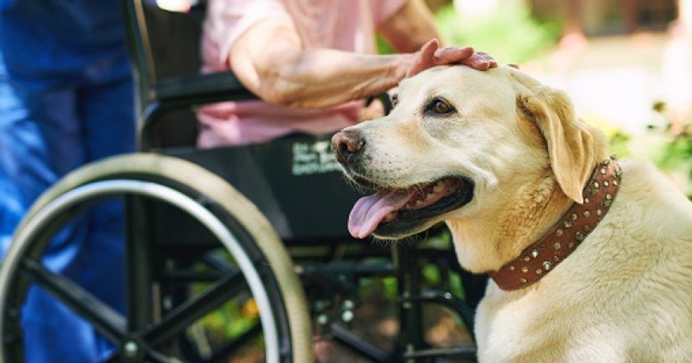 Le Conseil de Paris vote pour la présence d'animaux de compagnie dans les maisons de retraite