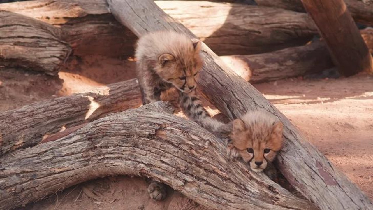 Cheetah cubs_2
