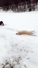 Labradors Slide Down Snowy Hill