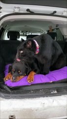 Un chien se fait caliner par une panthère noire