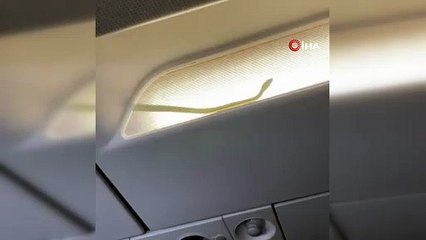 Uçağa yılan girdi, acil iniş yapıldı