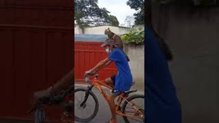 Cat Goes for Ride on Biking Human's Shoulders