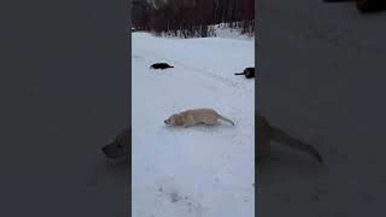 Labradors Slide Down Snowy Hill