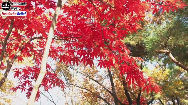 Headache relief music Migraine relief 30mins Healing music 두통 없애는법 머리아플때듣는음악 30분