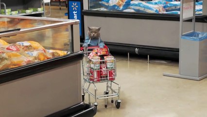 Everyone loves this cat