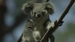 Koalas Designated Endangered Species Amid Dramatic Population Decline