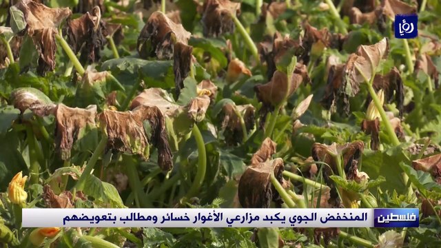 المنخفض الجوي يكبد مزارعي الأغوار خسائر ومطالب بتعويضهم