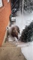 Moose Calf Warms Up Under Vents