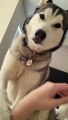 Husky Wakes Up Owner and Demands Chest Rubs