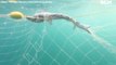 Hammerhead sharks caught in beach nets | Newcastle Herald, 17 August 2021