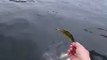 Loon Takes Fish Out of Kayaker's Hand