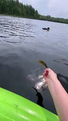 Loon Takes Fish Out of Kayaker's Hand