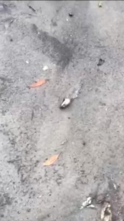 Dead fish at Lake Cathie