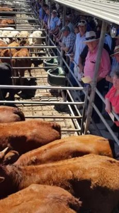 010219 Strathalbyn Emco steers