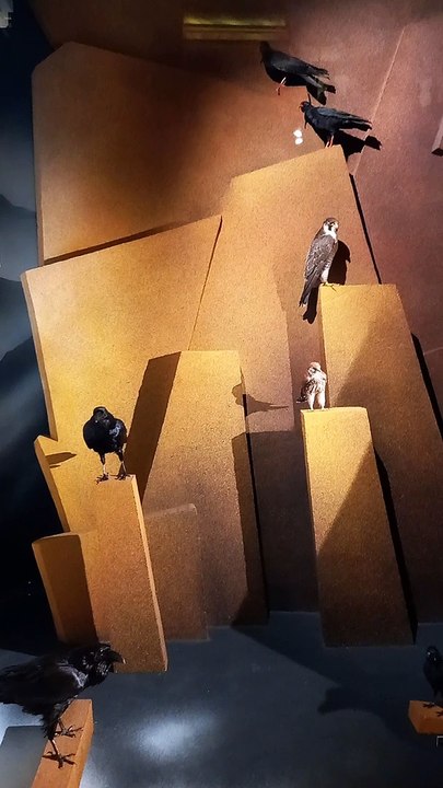 Muséum d'histoire naturelle de Grenoble (54)