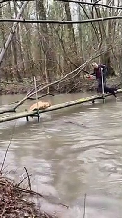 Un chien balance son pote à l'eau