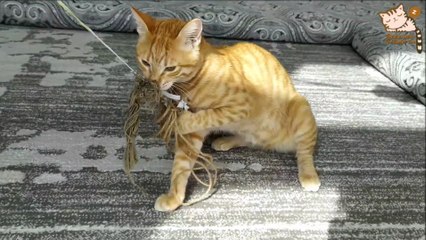 Ghazwan - The Ginger Tomcat Catching the Rope