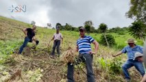 mqn-Estos son los frijoleros de altura de Pérez Zeledón-110222