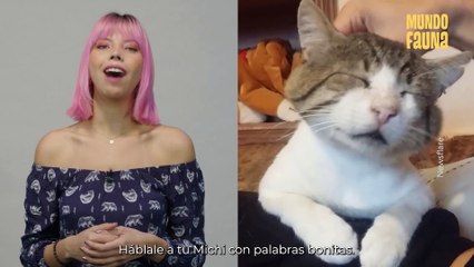 ¿Cómo hacer que tu gato pierda el miedo y se acerque más a ti?