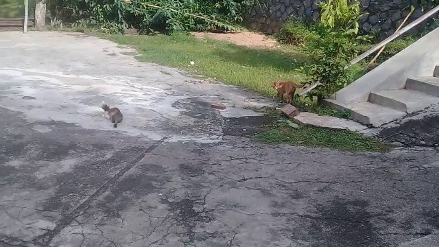 Kelakuan Kucing Lucu Yang Bikin Gemes