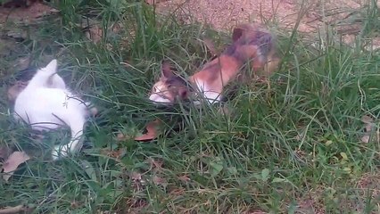 Kelakuan Kucing Yang Lagi Pengin Disayang