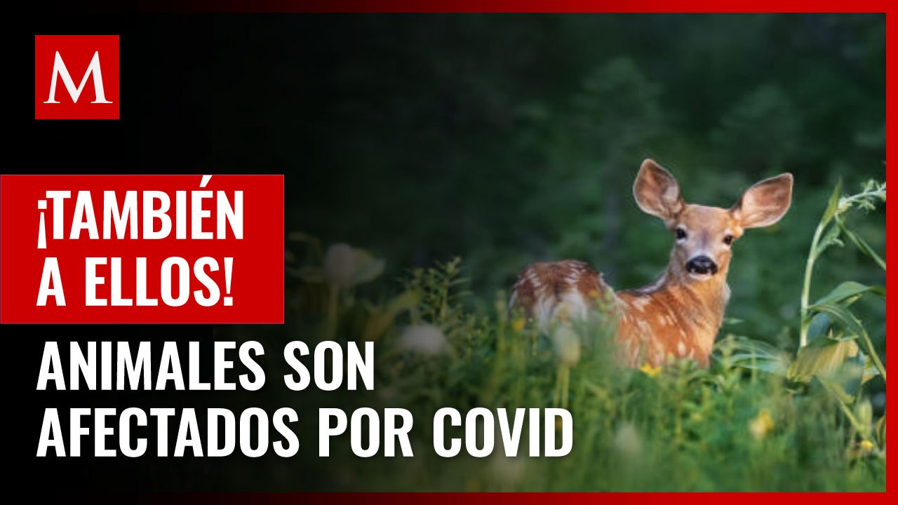 ¡También a ellos! Animales también pueden ser afectados por covid