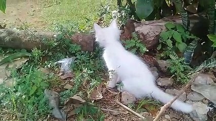 Kelakuan Kucing Bikin Gemes