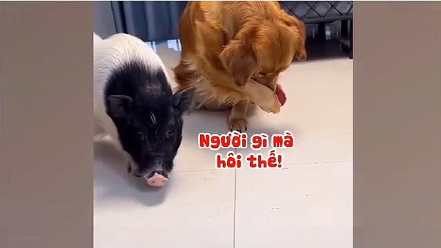 Chú chó bịt mũi khuyên bạn heo đi tắm rửa