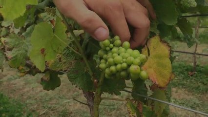 The Advocate - Stafford Heres' Marrawah Vineyard