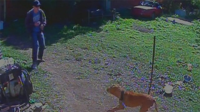 Police officer sprays at a dog with capsicum spray