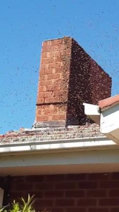 Bee infestation