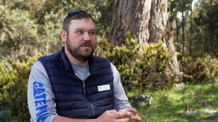 Reintroduction program for endangered Eastern Quoll