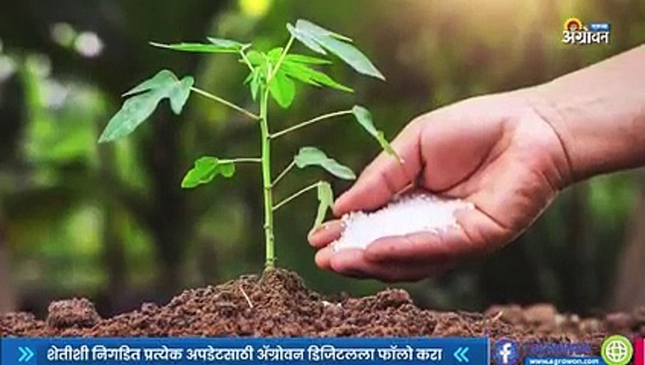 Fertilizer Scarcity in India l सरकारच्या या धोरणामुळेच वाढली खत समस्या l Sakal