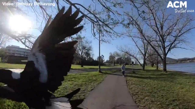 Magpie swoops on cyclist by Lake Burley Griffin, Canberra | September 24, 2021 | Canberra Times