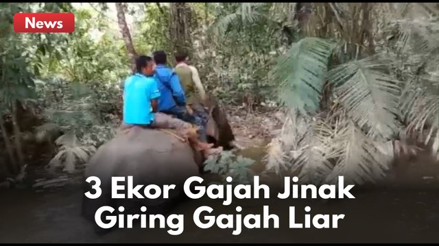 Tiga ekor gajah jinak dikerahkan untuk menggiring kelompok gajah liar menjauh dari pemukiman warga !!!