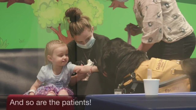 Adventures of Gilbert, Launceston General Hospital's newest employee in the ED - September 2021 - The Examiner