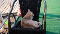 A brown cat is sitting in a chair and take deep breath for cooling