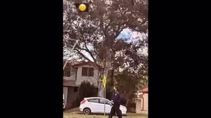 Nick Kyrgios' bird rescued