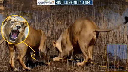 VIDEO: 3 शेर-शेरनी ने खूब की 1 कछुए के शिकार की कोशिश, फिर भी बच गया, देखिए कैसे?