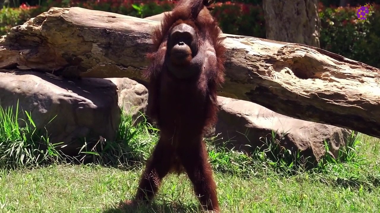 15 Minute Deep Soothing Music | Forest | Animals | Wild-life | Relaxing | Calming | Being in Present Moment | Meditation | Therapeutic | Mindfulness | Self-love | Sleep | Study