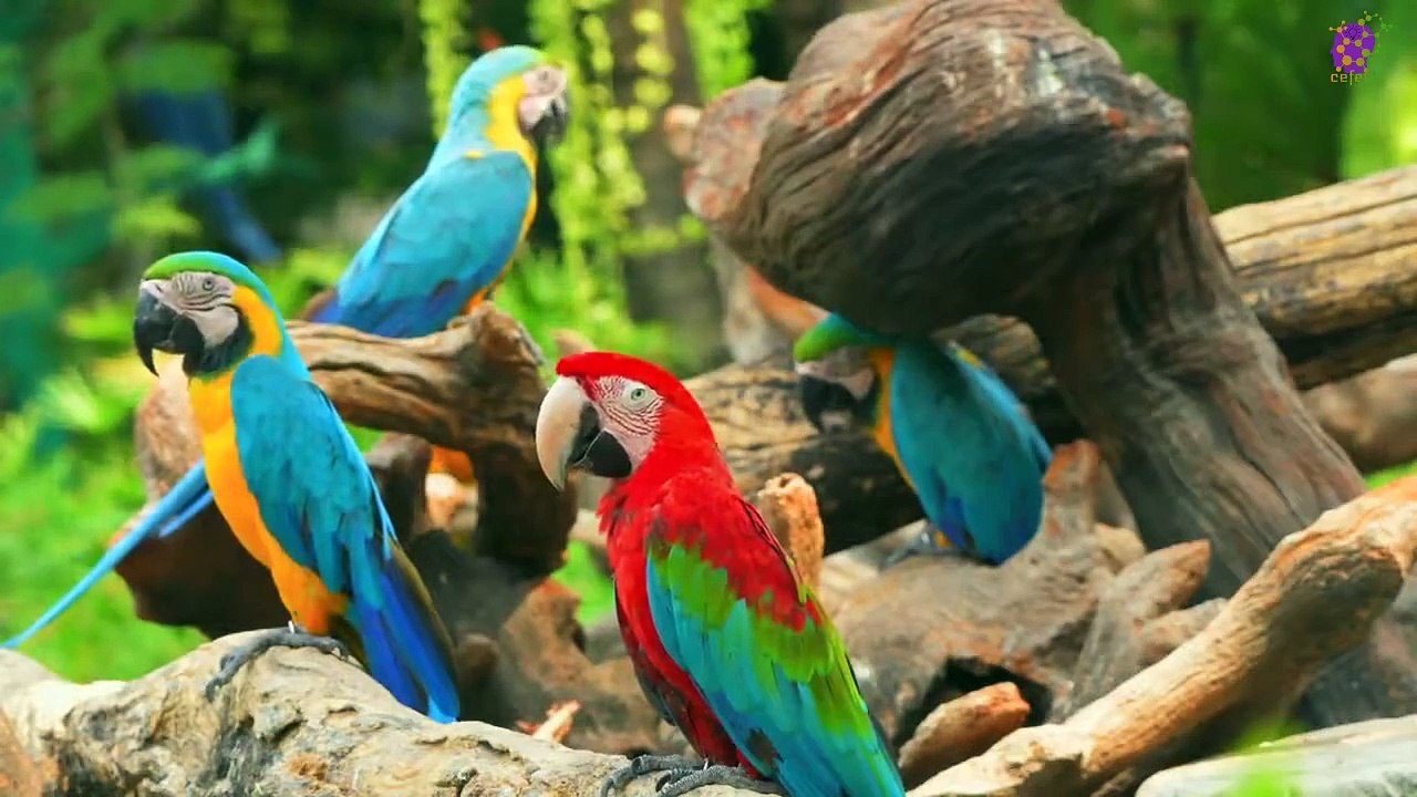 15 Minute Deep Soothing Relaxing Music | Birds | Healing  | Serene | Forest | Anti-Depression | Focus | Meditation | Serene | Peaceful | Stress-Relief