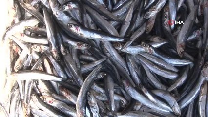 Balık tezgahlarında çeşit çok, bolluk yok