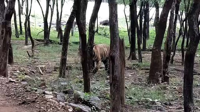 जल्दी बूंदी पहुंच सकते हैं रणथम्भौर के तीन बाघ