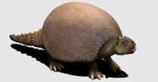 Los armadillos fósiles gigantes que ayudaron a Darwin