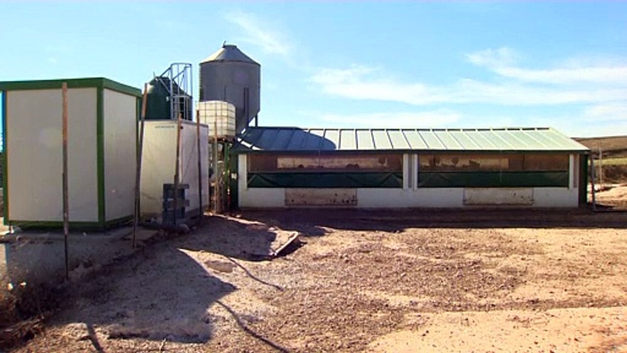 Espagne : 130 000 poules abattues après la découverte d'un foyer infectieux de grippe aviaire