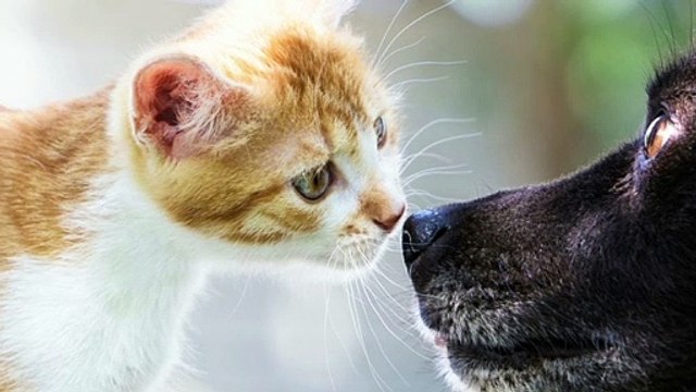 Meglio un cane o un gatto? La risposta che ti farà dire gatto