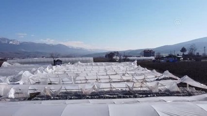 Kar çiçek seralarının yıkılmasına neden oldu